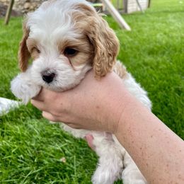 Cavapoo Puppies from Ellas.Pups