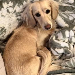 Dachshunds from Honey B’s Doxies