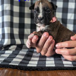 Ria - Brindle female Boxer puppy in New Holland, Pennsylvania from Shady Rill puppies