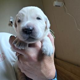 Green - Golden male Golden Retriever puppy in Lucasville, Ohio from Halo Kennels