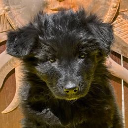 Girl 3 - Black German Shepherd puppy in Quincy, Washington from Sir Puente German Shepherds