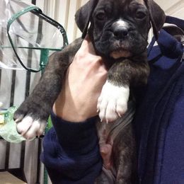 Boxer Puppies from Vintage Boxers