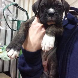 Boxer Puppies from Vintage Boxers