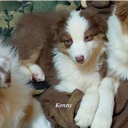 Kenny - Red tri-color male Australian Shepherd puppy in Elk Creek, Missouri from Hearts on Fire Australian Shepherds