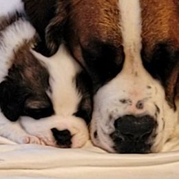 Saint Bernard Puppies from Stewart Saint