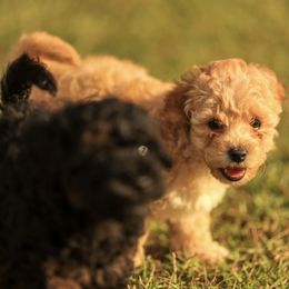 Poodle Puppies from Emerald Mini Poodles
