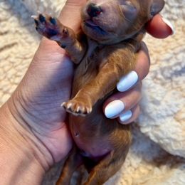 Maltipoo Puppies from Christine Plano
