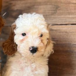 Reef (Green girl) - White female Poodle puppy in Griswold, Connecticut from Flatrock Kennels of CT