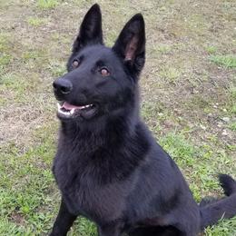 Rogue - German Shepherd