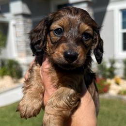 Monaco-3800 - Red female Dachshund puppy in Winter Haven, Florida from Dreamwork Dachshunds