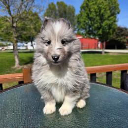 Bi Blue Boy - White blue merle male Shetland Sheepdog puppy in Lenox, Iowa from Crossroad shelties
