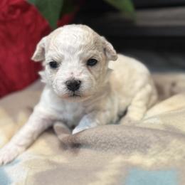Green Boy - male Bichon Frise puppy in Winslow Township, New Jersey from Charmed Bichons