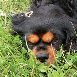 Cavalier King Charles Spaniels from Stephany's Cavalier King Charles Spaniels