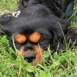 Cavalier King Charles Spaniels from Stephany's Cavalier King Charles Spaniels