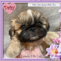Shih Tzu Puppies from Mtn Top Royal Shih Tzu