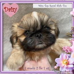 Shih Tzu Puppies from Mtn Top Royal Shih Tzu