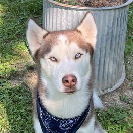 Astro - Siberian Husky