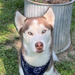 Astro - Siberian Husky