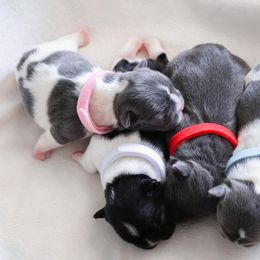 Bernedoodle, French Bulldog, and Goldendoodle Puppies from Ohana Doodles x Frenchies