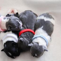Bernedoodle, French Bulldog, and Goldendoodle Puppies from Ohana Doodles x Frenchies