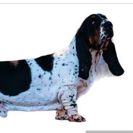 Basset Hound Puppies from Double Branch Basset Hounds
