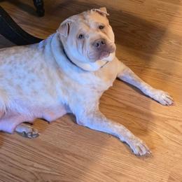 Kora - White female Chinese Shar-Pei puppy in Rome, Pennsylvania from Maynard Hills Chinese Sharpeis