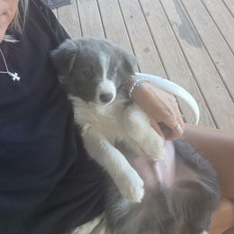 Thunder - White and blue male Border Collie puppy in Ripley, Oklahoma from Adventure5 Border Collies