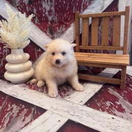 Yancy - White male Pomsky puppy in Bucyrus, Missouri from Hill Top Pomskies