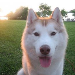Siberian Husky All Grown Up from AVADAR Siberians