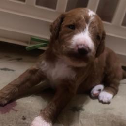 Green Collar - Parti male Goldendoodle puppy in Eunice, Louisiana from Maison De Pawz