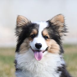 Lou - Pembroke Welsh Corgi