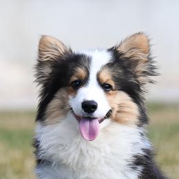 Lou - Pembroke Welsh Corgi