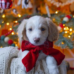 Aussiedoodle and Australian Mountain Doodle Puppies from Farmstead Doodles
