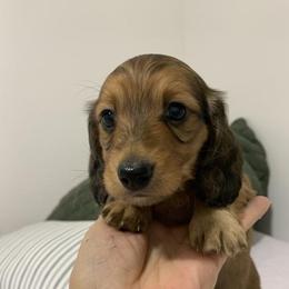 Longhair shaded red female - Red female Dachshund puppy in Bethany, Connecticut from Mardox Dachshunds