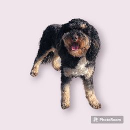 Nina - Bernedoodle