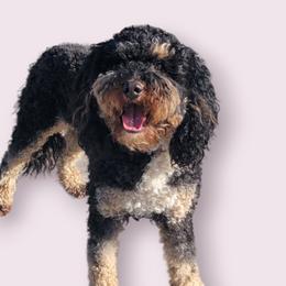 Nina - Bernedoodle