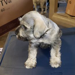 Miniature Schnauzers from Baldwin Kennels