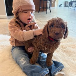 Girl 4 - Cockapoo puppy from Cooper Family Cockapoos