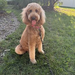 Strawberry Shortcake - Poodle