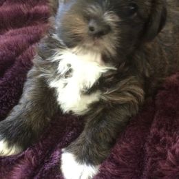Bichon Frises, Havanese, and Lhasa Apsos from Our Lovely Pups