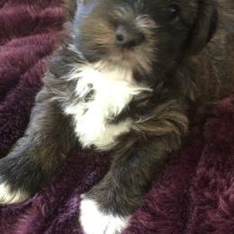 Bichon Frises, Havanese, and Lhasa Apsos from Our Lovely Pups