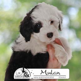 Mulan - Black and white female Sheepadoodle puppy in Cleveland, Tennessee from Narrow Path Old English & Sheepadoodles