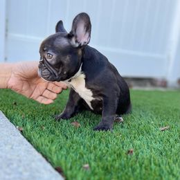 Diamond Girl - Liver French Bulldog puppy in Pasadena, California from Degama Frenchies