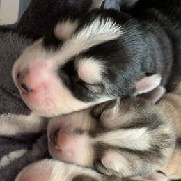 Siberian Husky Puppies from The Husky Husky Hut