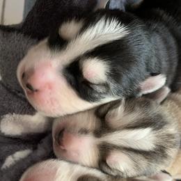 Siberian Husky Puppies from The Husky Husky Hut