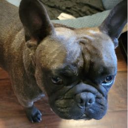 French Bulldogs from Brad's Frenchies