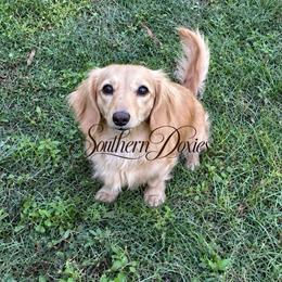 Barley - Dachshund