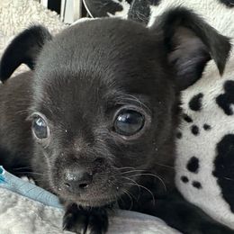 Loki - Black male Chihuahua puppy in Coweta, Oklahoma from Green Country Chihuahuas