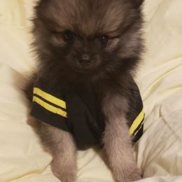 Pomeranian Puppies from FrasierLand Pom Parents