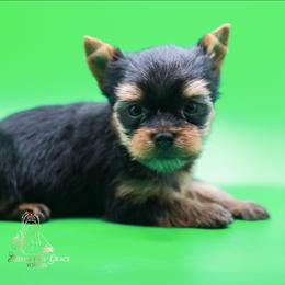 Yorkshire Terrier Puppies from Essence of Grace Yorkies